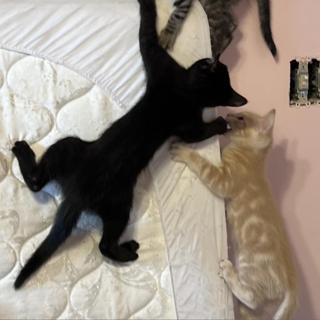 ACE, an adoptable Domestic Short Hair in Foley, AL, 36535 | Photo Image 3