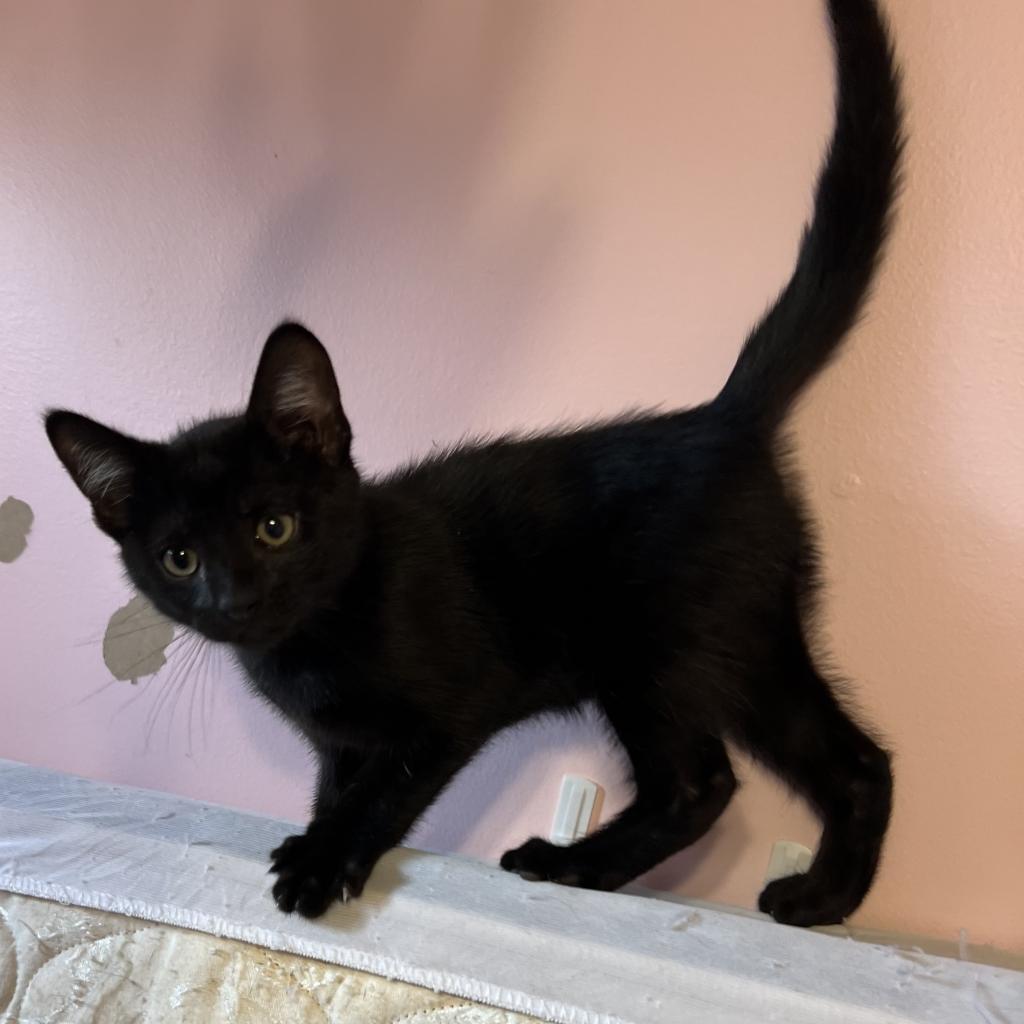 ACE, an adoptable Domestic Short Hair in Foley, AL, 36535 | Photo Image 4