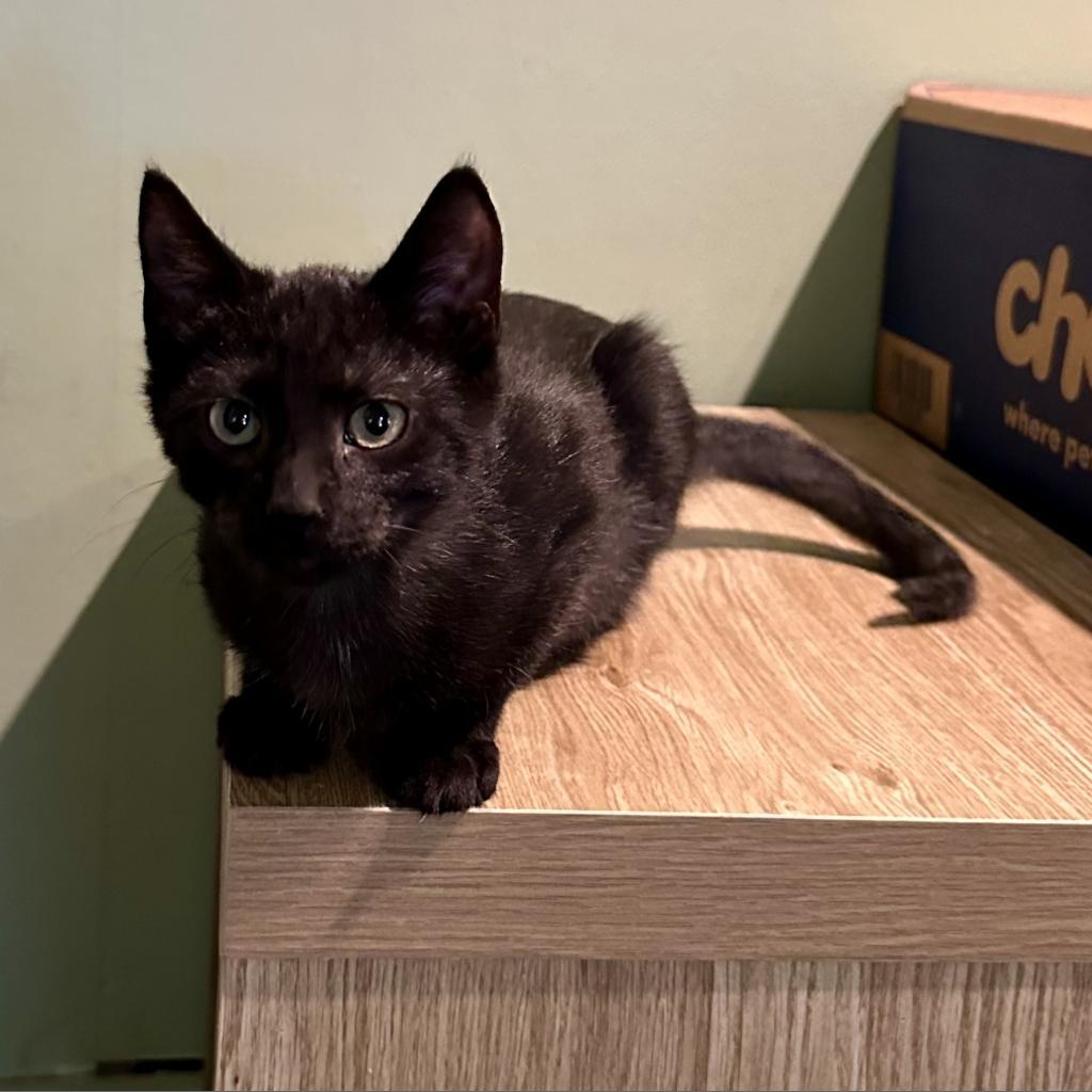 ACE, an adoptable Domestic Short Hair in Foley, AL, 36535 | Photo Image 5