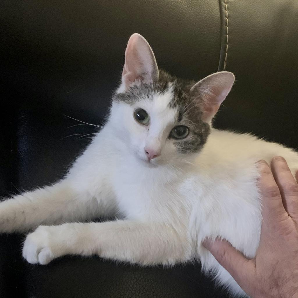 Pearl biscuits, an adoptable American Shorthair in Foley, AL, 36535 | Photo Image 1