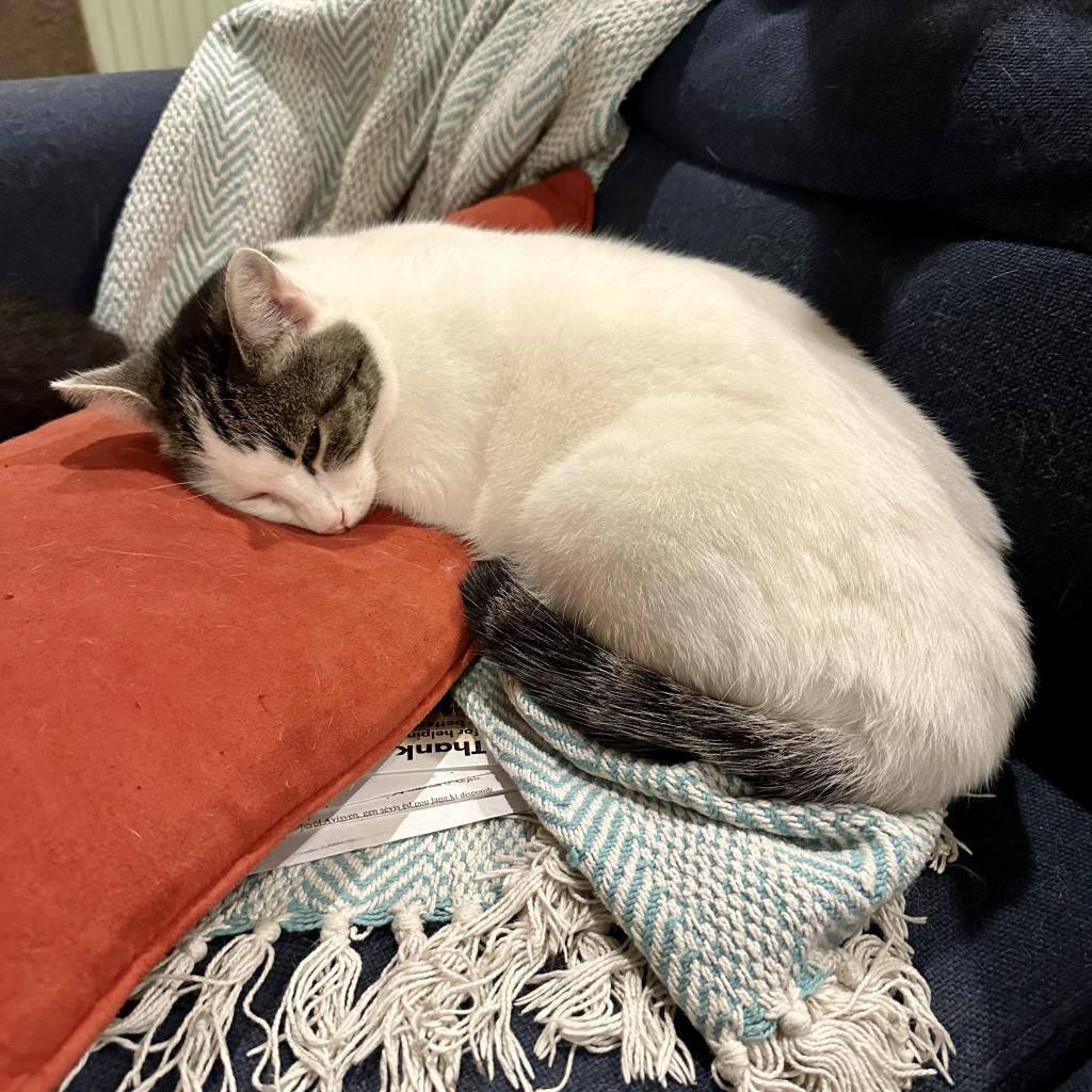 Pearl biscuits, an adoptable American Shorthair in Foley, AL, 36535 | Photo Image 2