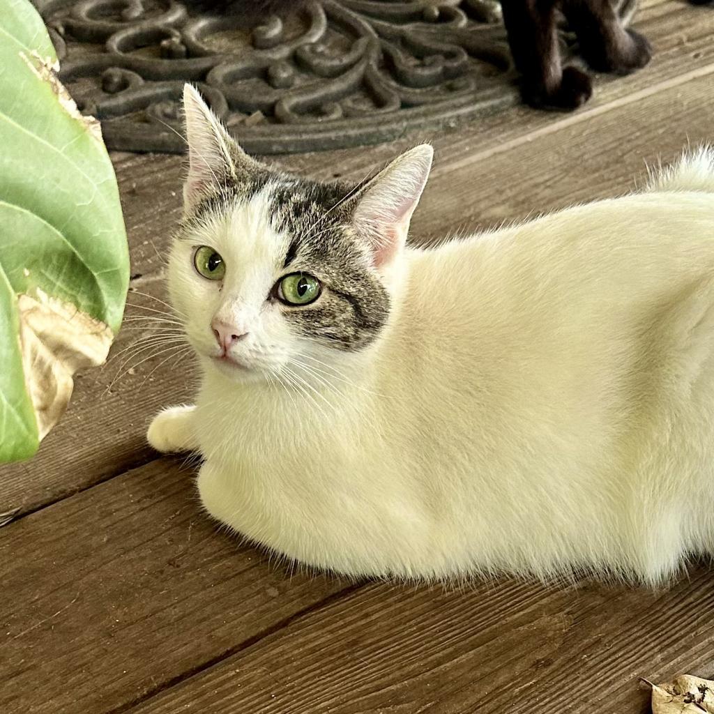 Pearl biscuits, an adoptable American Shorthair in Foley, AL, 36535 | Photo Image 3