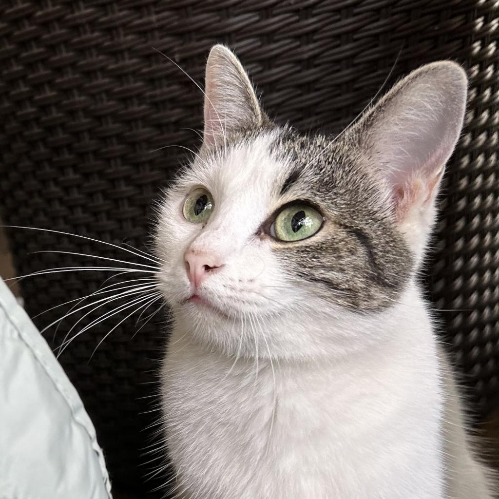 Pearl biscuits, an adoptable American Shorthair in Foley, AL, 36535 | Photo Image 4