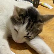 Pearl biscuits, an adoptable American Shorthair in Foley, AL, 36535 | Photo Image 5