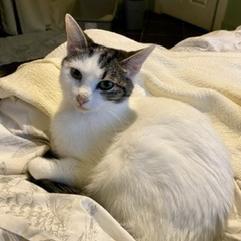 Pearl biscuits, an adoptable American Shorthair in Foley, AL, 36535 | Photo Image 6