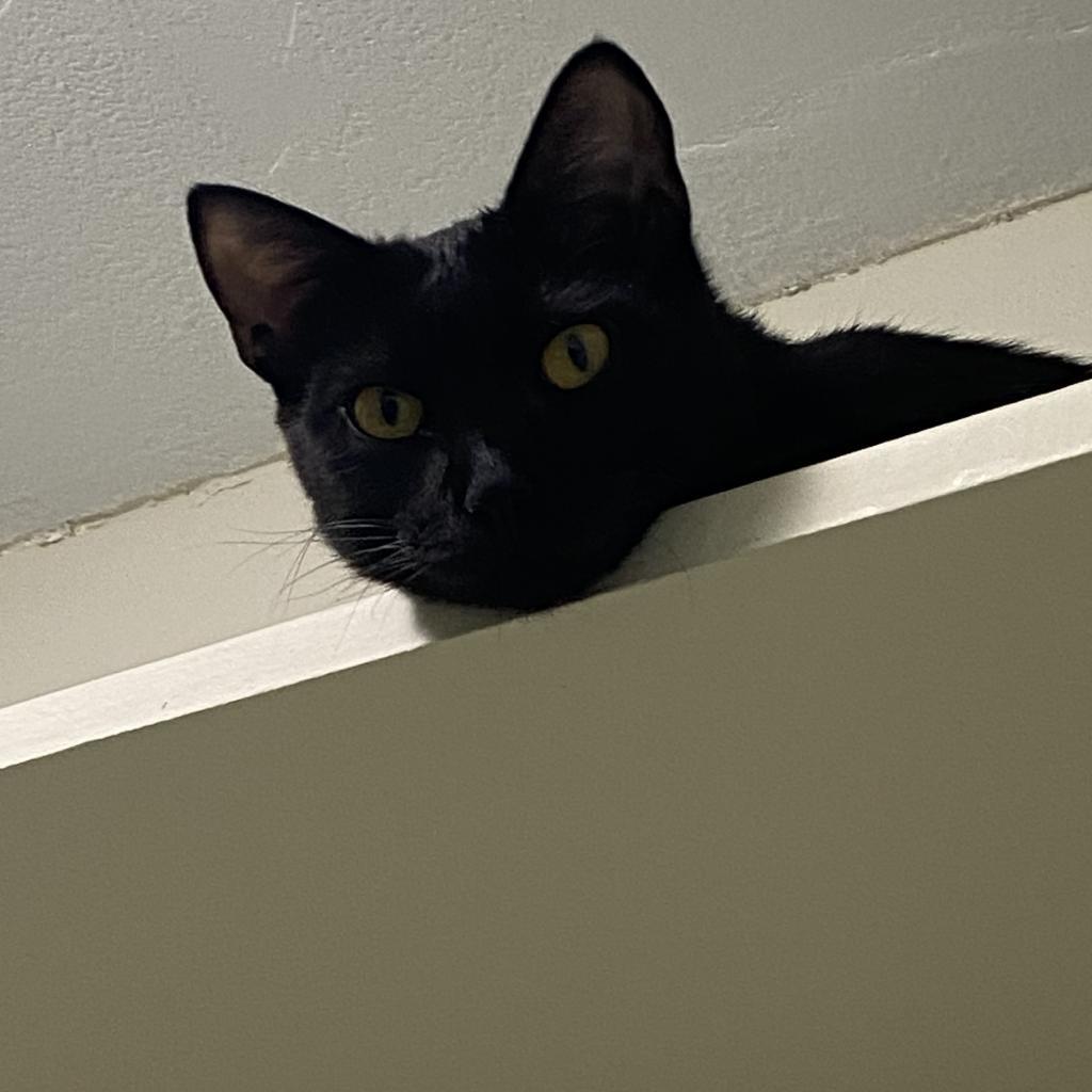 Doby, an adoptable Domestic Short Hair in Foley, AL, 36535 | Photo Image 1