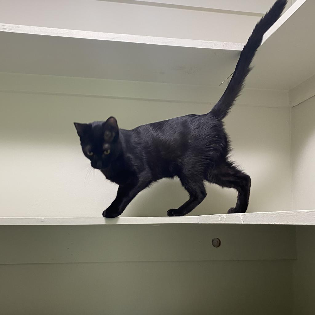 Doby, an adoptable Domestic Short Hair in Foley, AL, 36535 | Photo Image 3