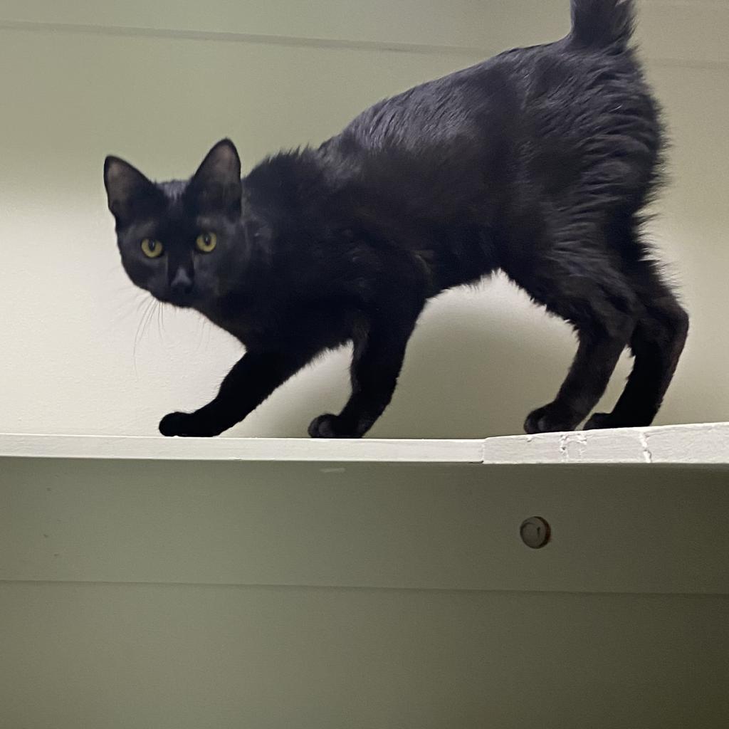 Doby, an adoptable Domestic Short Hair in Foley, AL, 36535 | Photo Image 4
