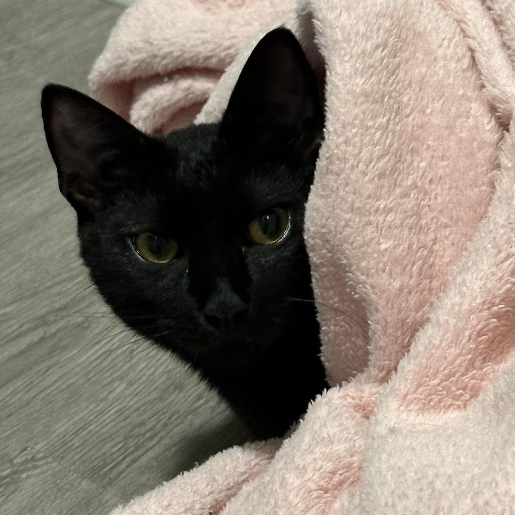 Doby, an adoptable Domestic Short Hair in Foley, AL, 36535 | Photo Image 6