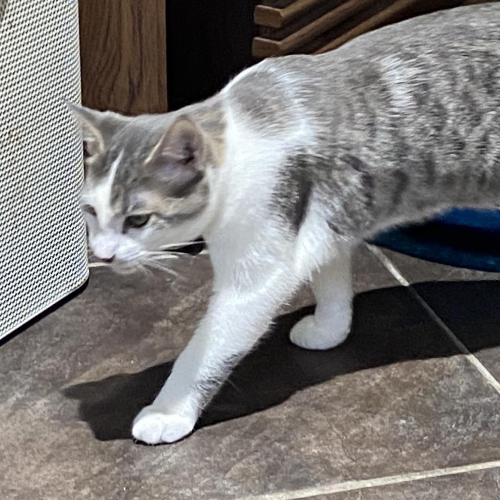 Skipper, an adoptable Domestic Short Hair in Foley, AL, 36535 | Photo Image 2