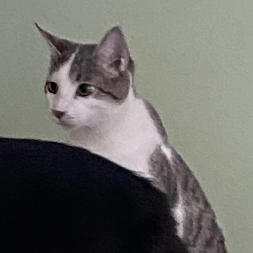 Skipper, an adoptable Domestic Short Hair in Foley, AL, 36535 | Photo Image 3