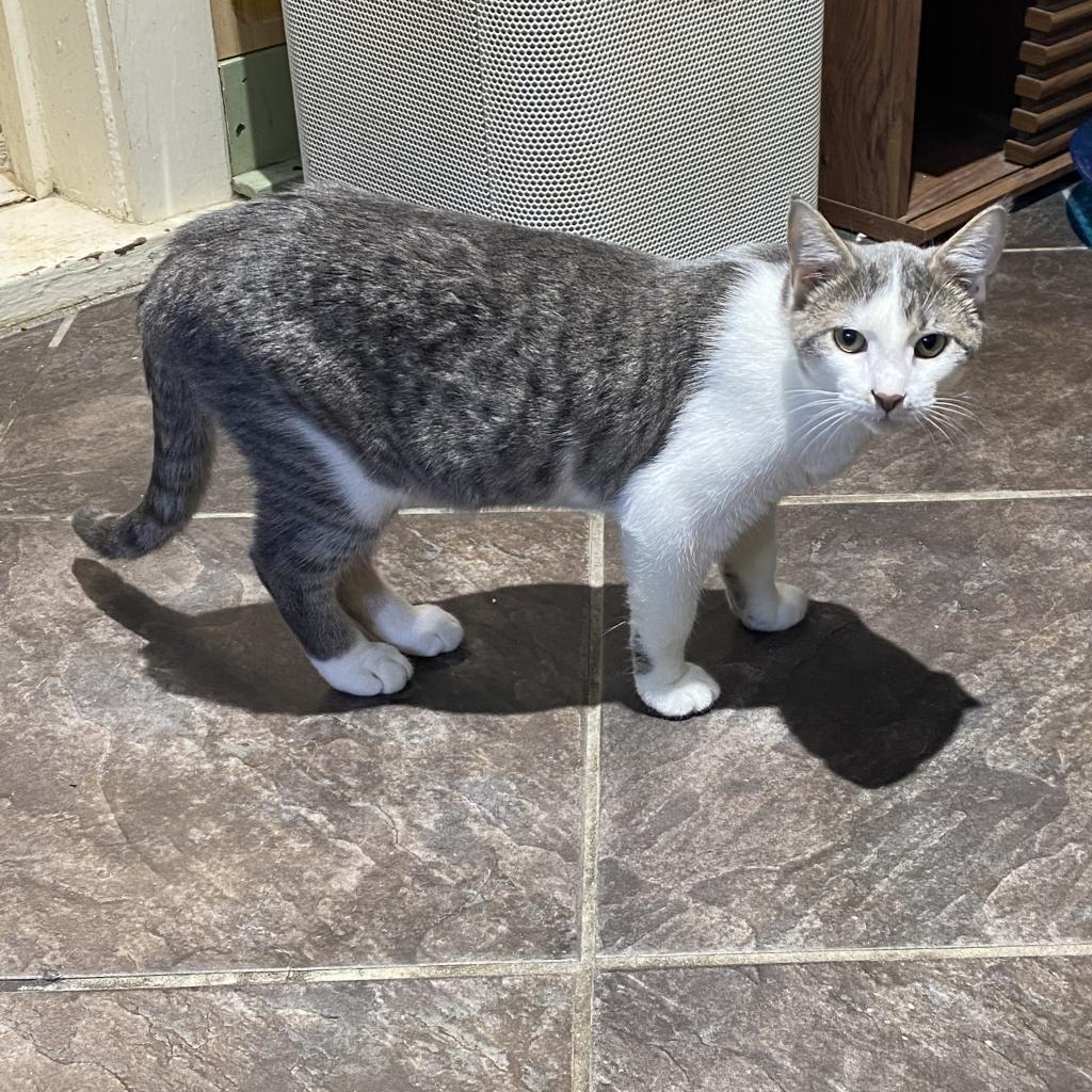 Skipper, an adoptable Domestic Short Hair in Foley, AL, 36535 | Photo Image 4