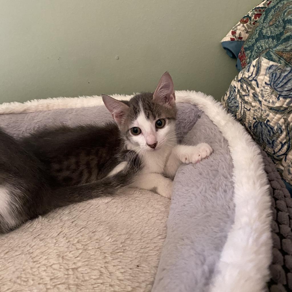Skipper, an adoptable Domestic Short Hair in Foley, AL, 36535 | Photo Image 5
