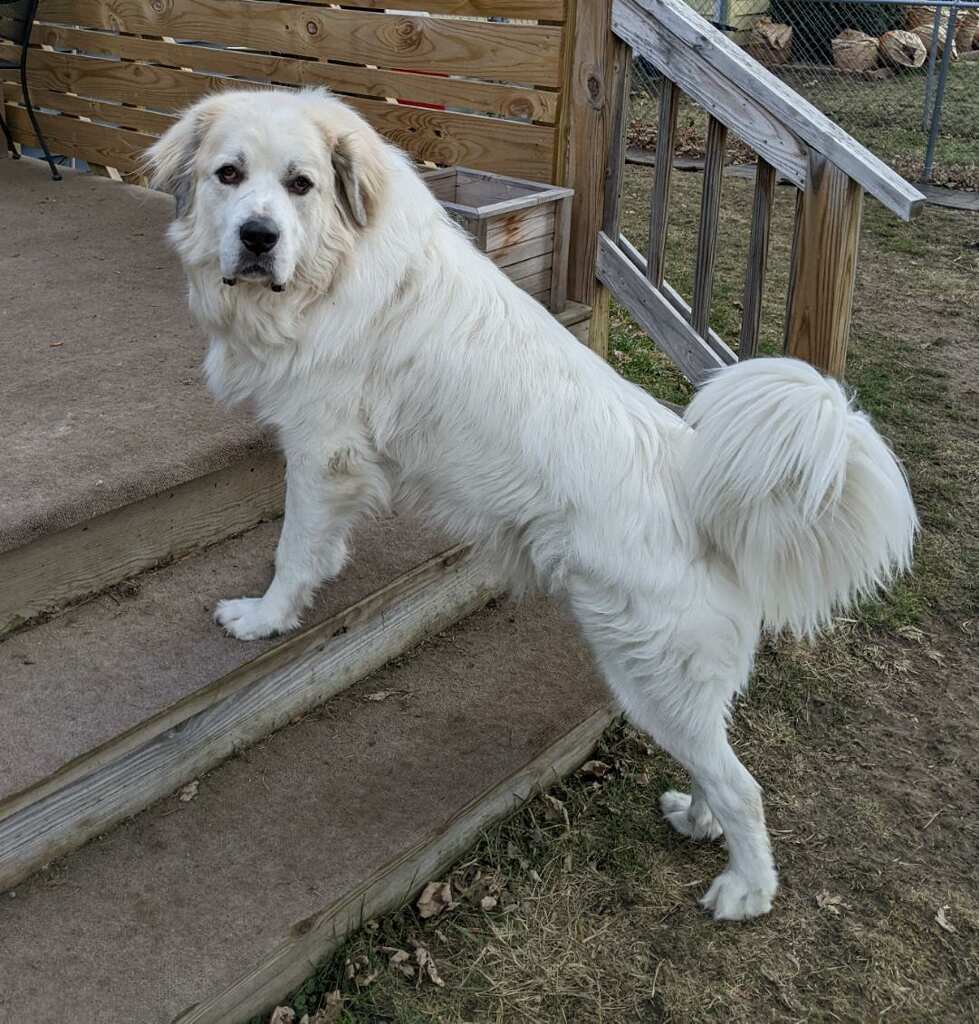 Thor, an adoptable Great Pyrenees in Cedar Rapids, IA, 52405 | Photo Image 1