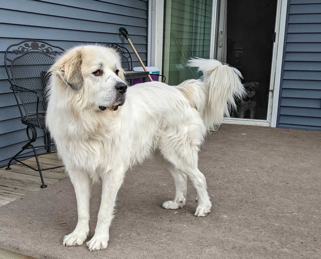 Thor, an adoptable Great Pyrenees in Cedar Rapids, IA, 52405 | Photo Image 3