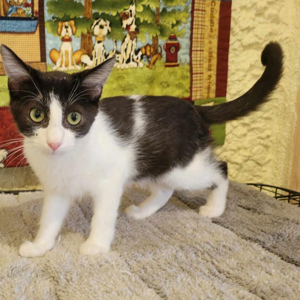 Stolas, an adoptable Domestic Short Hair in Park Falls, WI, 54552 | Photo Image 1