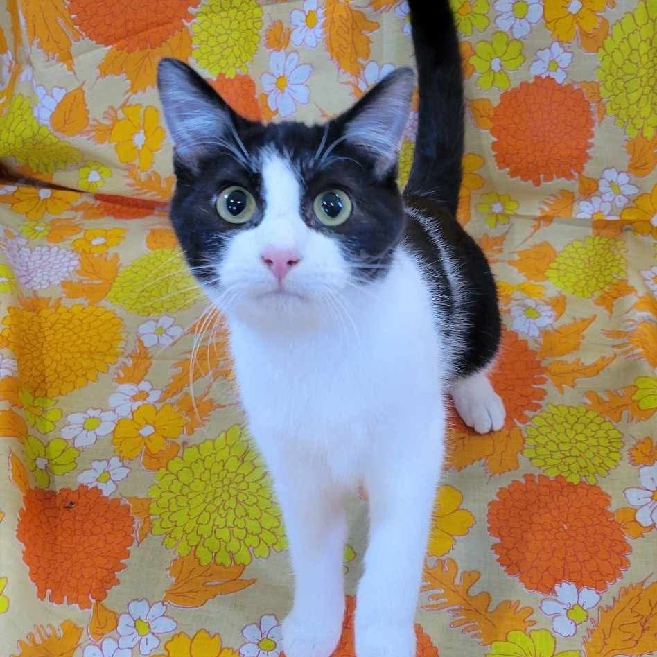 Stolas, an adoptable Domestic Short Hair in Park Falls, WI, 54552 | Photo Image 3