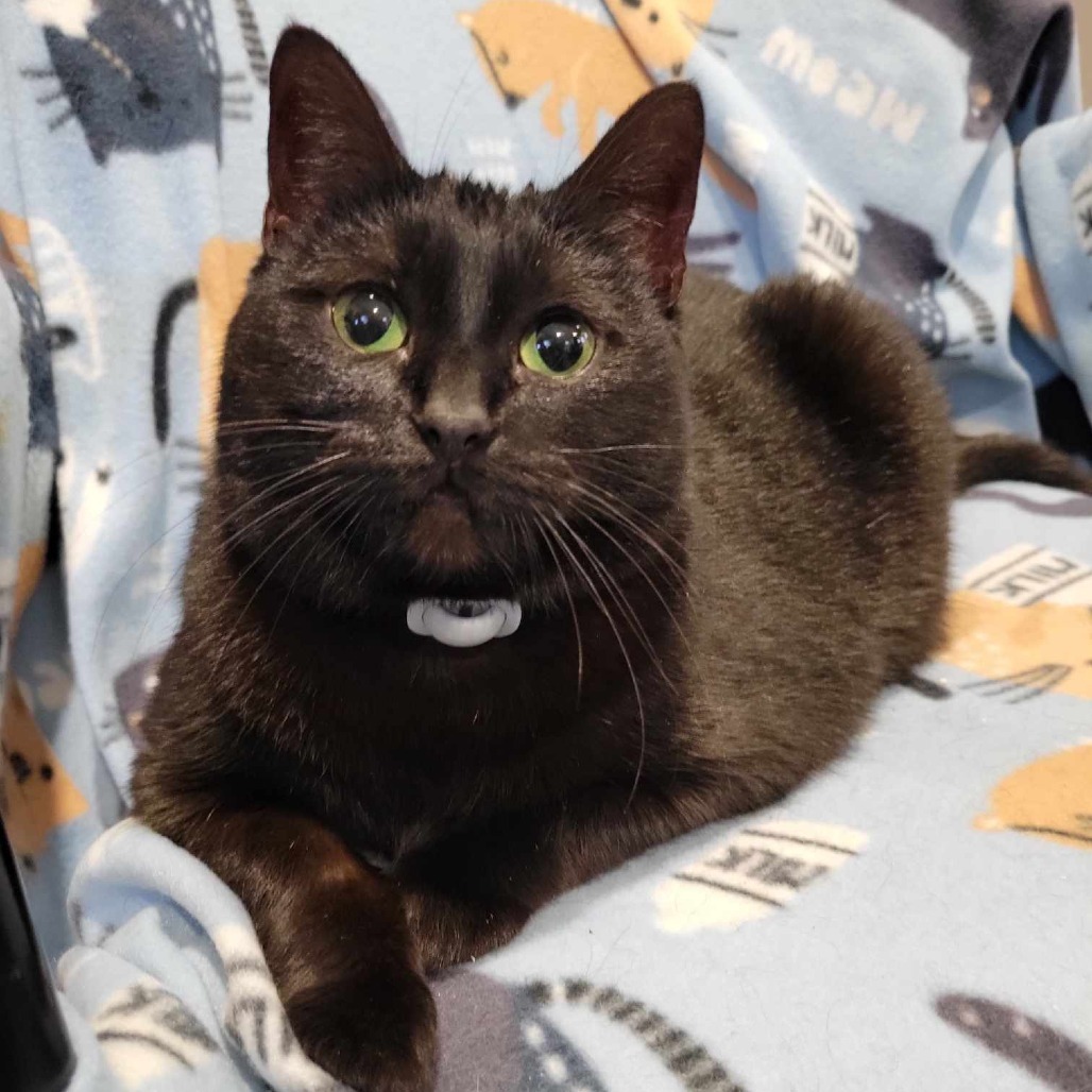 Tootsie, an adoptable Domestic Short Hair in Park Falls, WI, 54552 | Photo Image 1