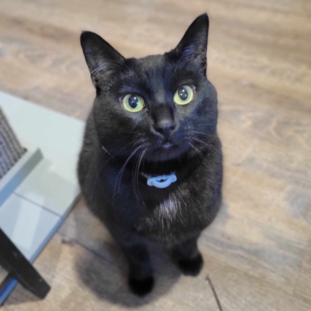 Sodapop (Half-Sponsored!), an adoptable Domestic Short Hair in Park Falls, WI, 54552 | Photo Image 1