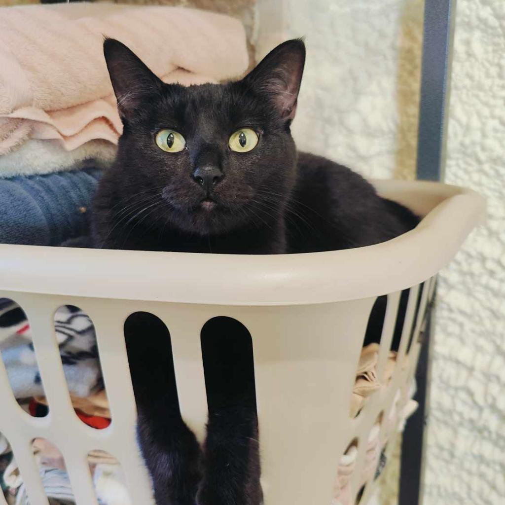 Sodapop (Half-Sponsored!), an adoptable Domestic Short Hair in Park Falls, WI, 54552 | Photo Image 2
