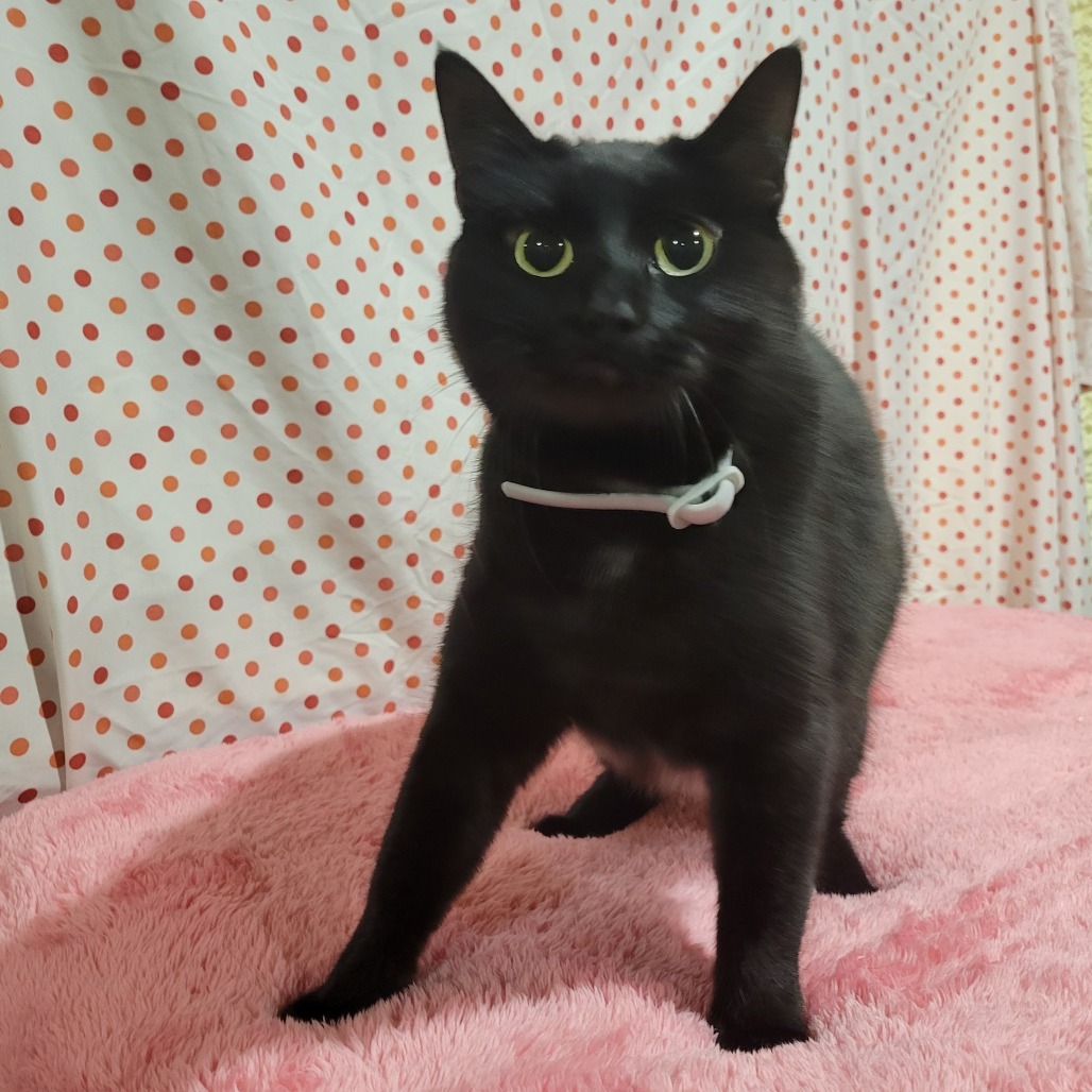 Sodapop (Half-Sponsored!), an adoptable Domestic Short Hair in Park Falls, WI, 54552 | Photo Image 3