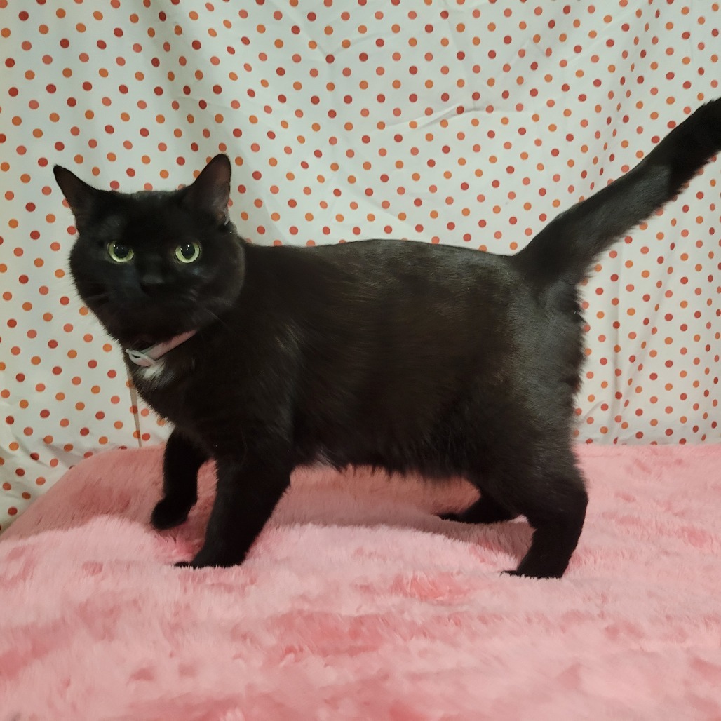 Sodapop (Half-Sponsored!), an adoptable Domestic Short Hair in Park Falls, WI, 54552 | Photo Image 4