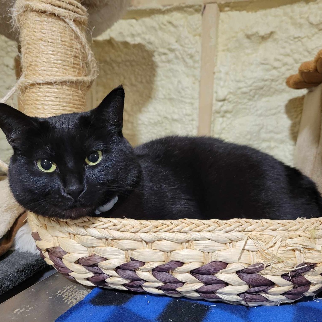 Sodapop (Half-Sponsored!), an adoptable Domestic Short Hair in Park Falls, WI, 54552 | Photo Image 5