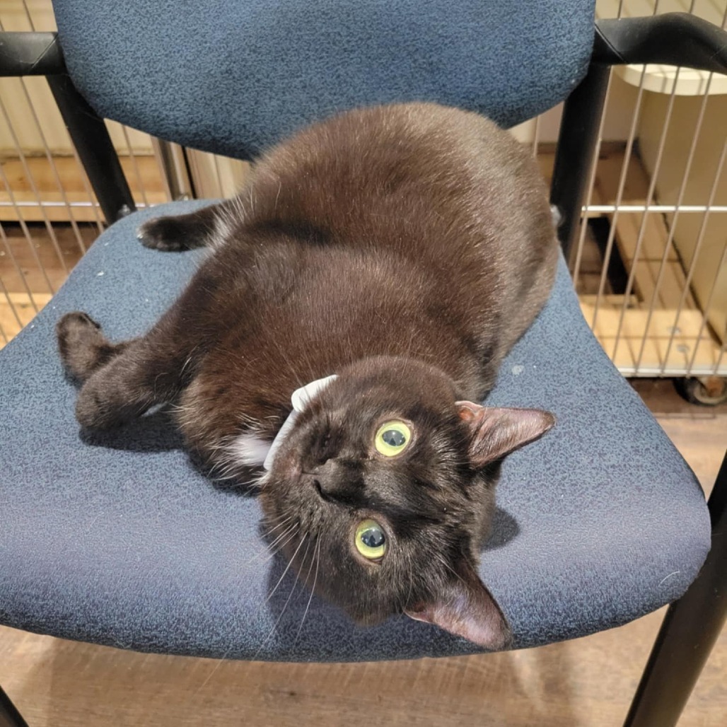 Candy (Half-Sponsored!), an adoptable Domestic Short Hair in Park Falls, WI, 54552 | Photo Image 1