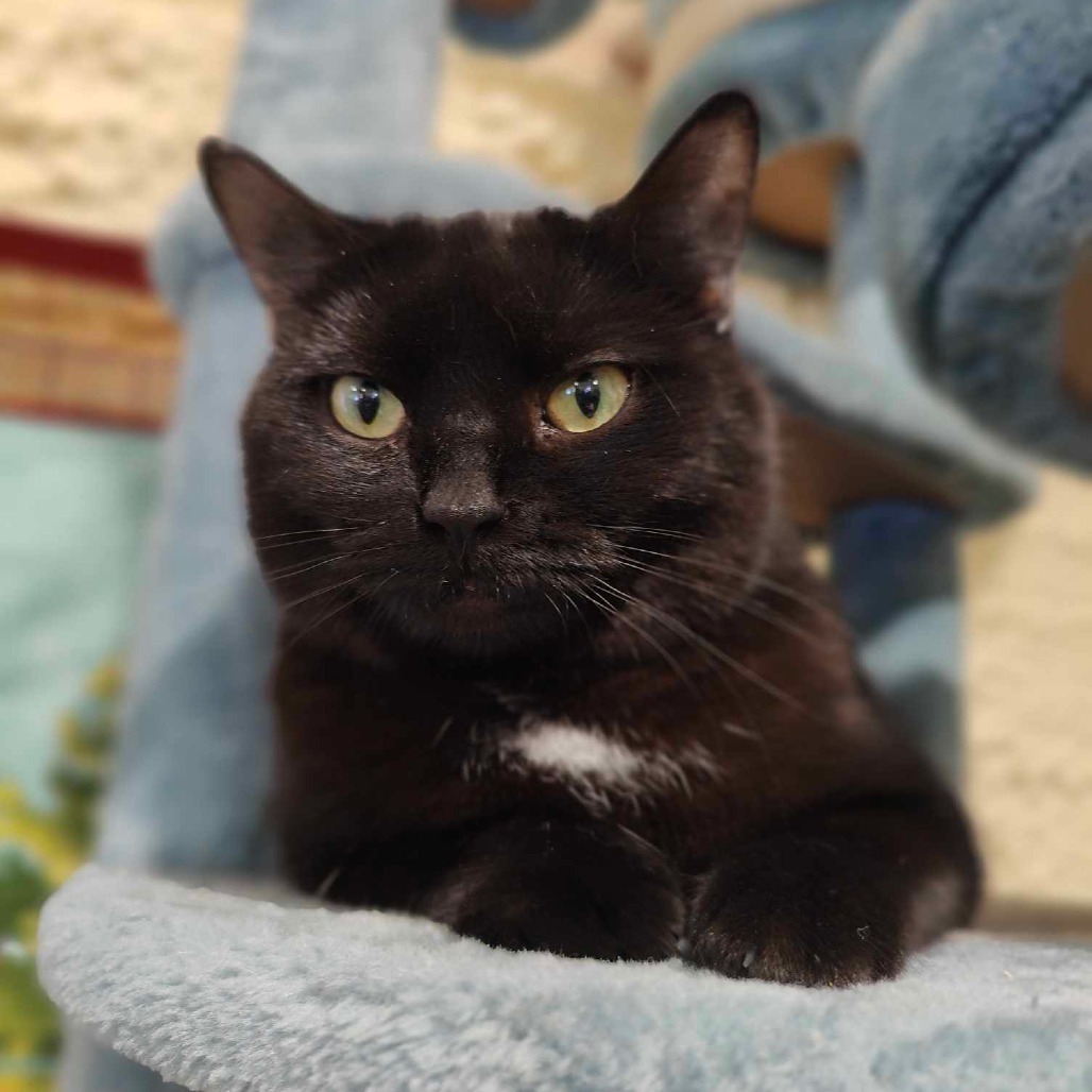 Candy (Half-Sponsored!), an adoptable Domestic Short Hair in Park Falls, WI, 54552 | Photo Image 2