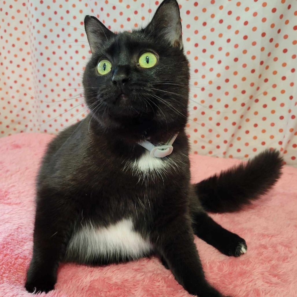 Candy (Half-Sponsored!), an adoptable Domestic Short Hair in Park Falls, WI, 54552 | Photo Image 3