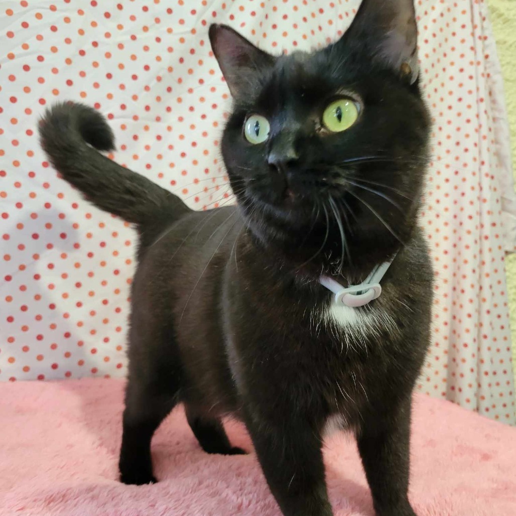 Candy (Half-Sponsored!), an adoptable Domestic Short Hair in Park Falls, WI, 54552 | Photo Image 4