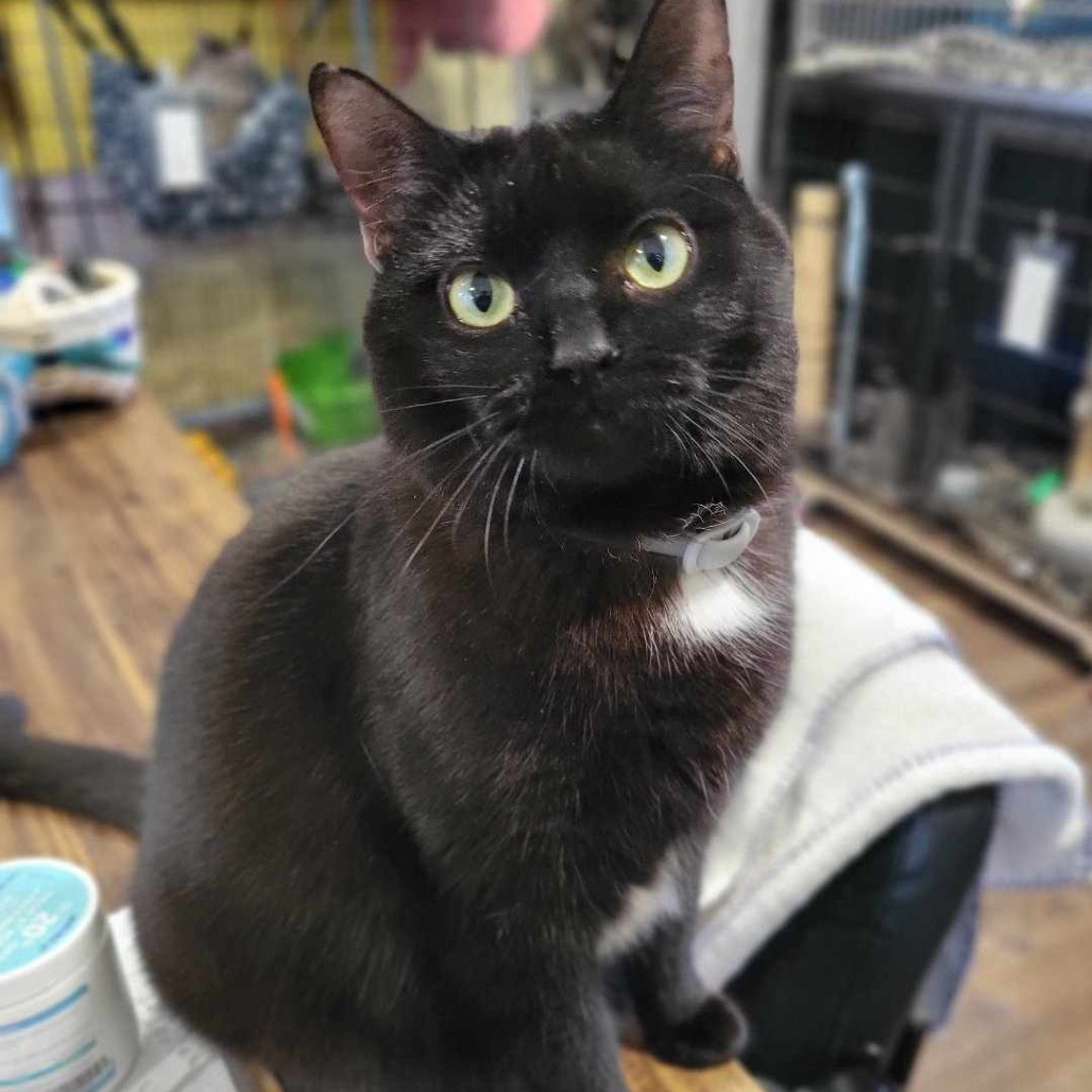 Candy (Half-Sponsored!), an adoptable Domestic Short Hair in Park Falls, WI, 54552 | Photo Image 5