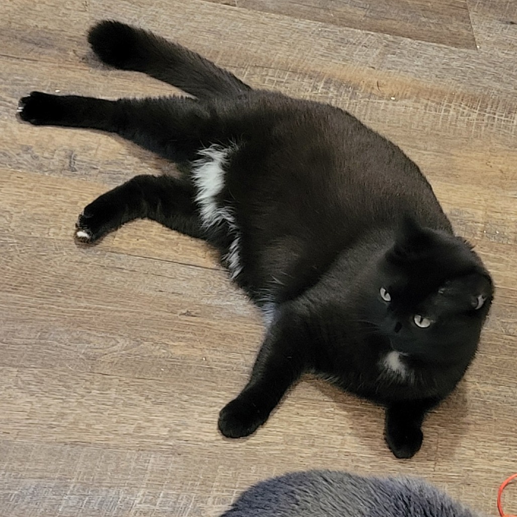 Candy (Half-Sponsored!), an adoptable Domestic Short Hair in Park Falls, WI, 54552 | Photo Image 6