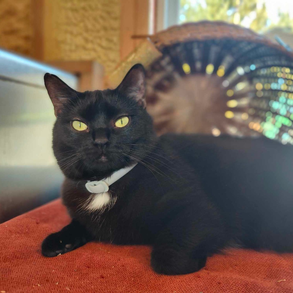 Candy (Half-Sponsored!), an adoptable Domestic Short Hair in Park Falls, WI, 54552 | Photo Image 6