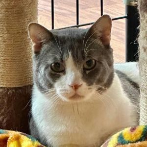 Jason Voorhees, Adult Male Domestic Medium Hair