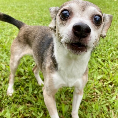 Dolly, an adoptable Chihuahua, Terrier in Keaau, HI, 96749 | Photo Image 1