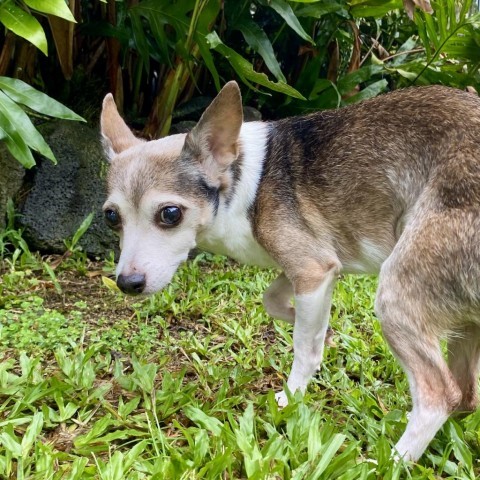 Dolly, an adoptable Chihuahua, Terrier in Keaau, HI, 96749 | Photo Image 2