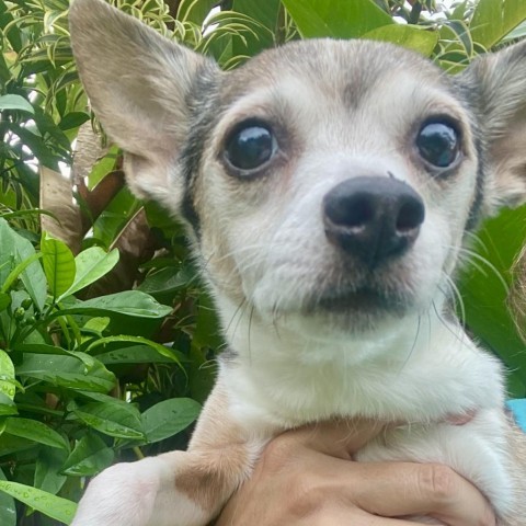 Dolly, an adoptable Chihuahua, Terrier in Keaau, HI, 96749 | Photo Image 3