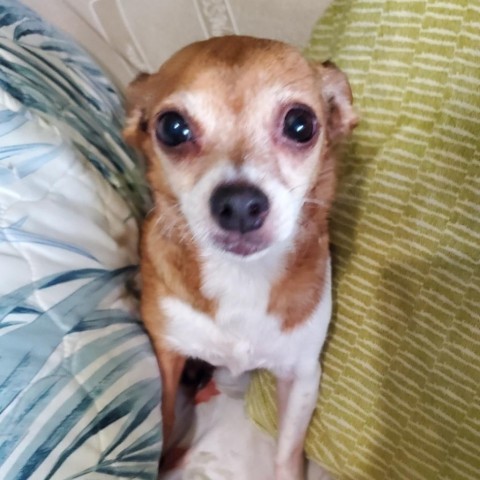 Nani, an adoptable Chihuahua, Terrier in Keaau, HI, 96749 | Photo Image 1