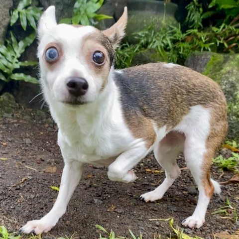 Tita, an adoptable Chihuahua, Terrier in Keaau, HI, 96749 | Photo Image 1