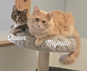 Majestic &amp; Queen