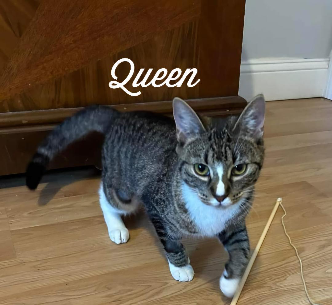 Majestic & Queen
