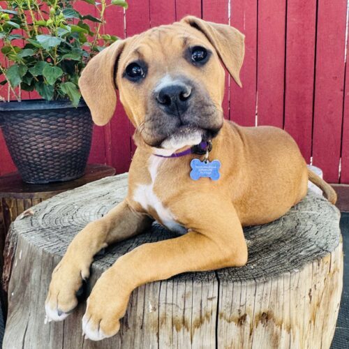 Valley village pet supply hotsell