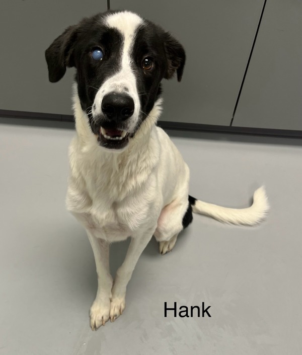 Hank 3