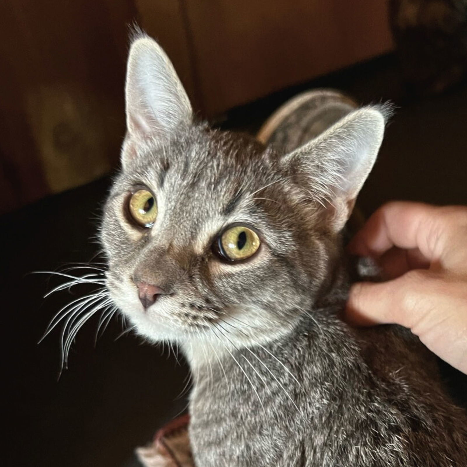 Spencer, an adoptable Tabby, Domestic Medium Hair in Laramie, WY, 82073 | Photo Image 1