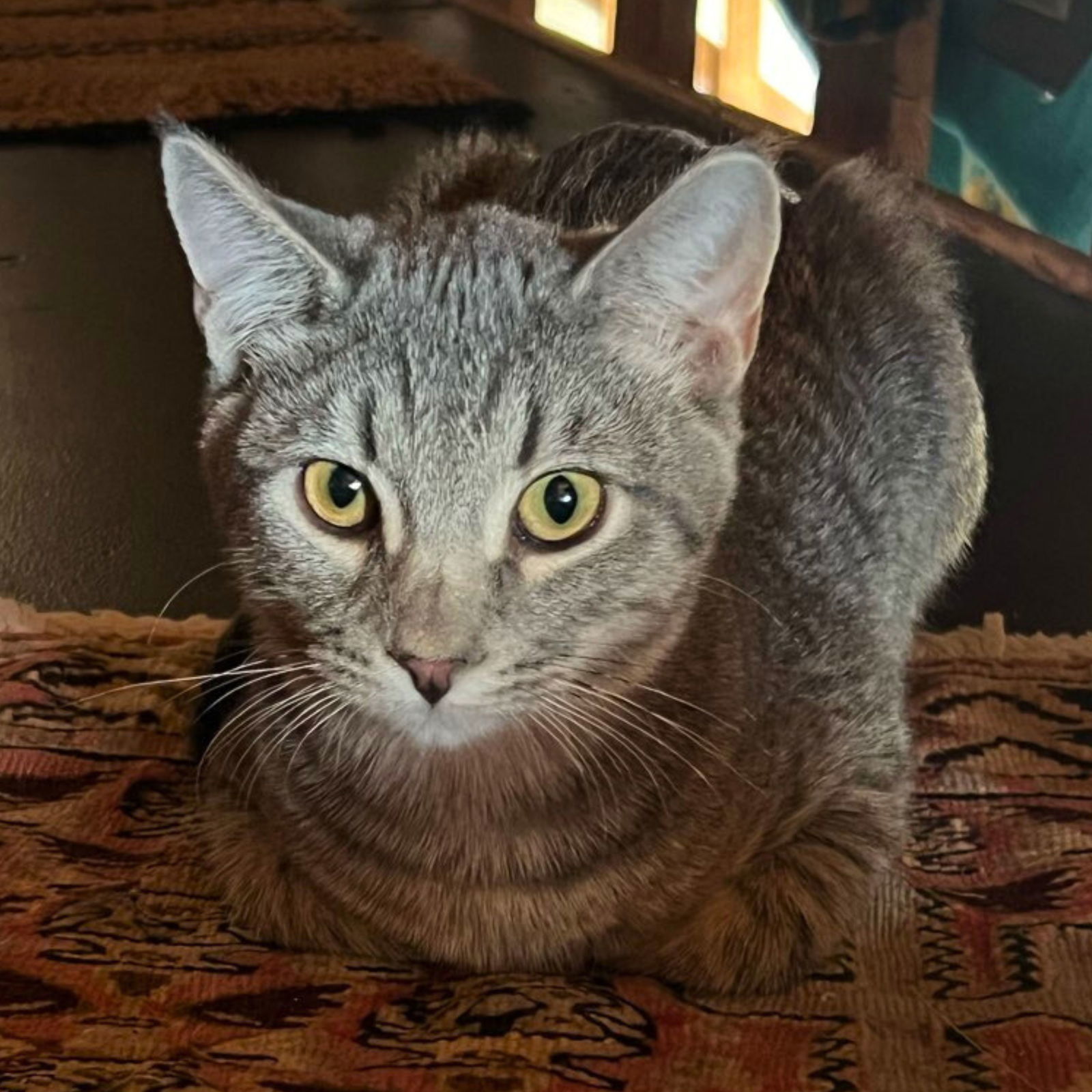 Spencer, an adoptable Tabby, Domestic Medium Hair in Laramie, WY, 82073 | Photo Image 2