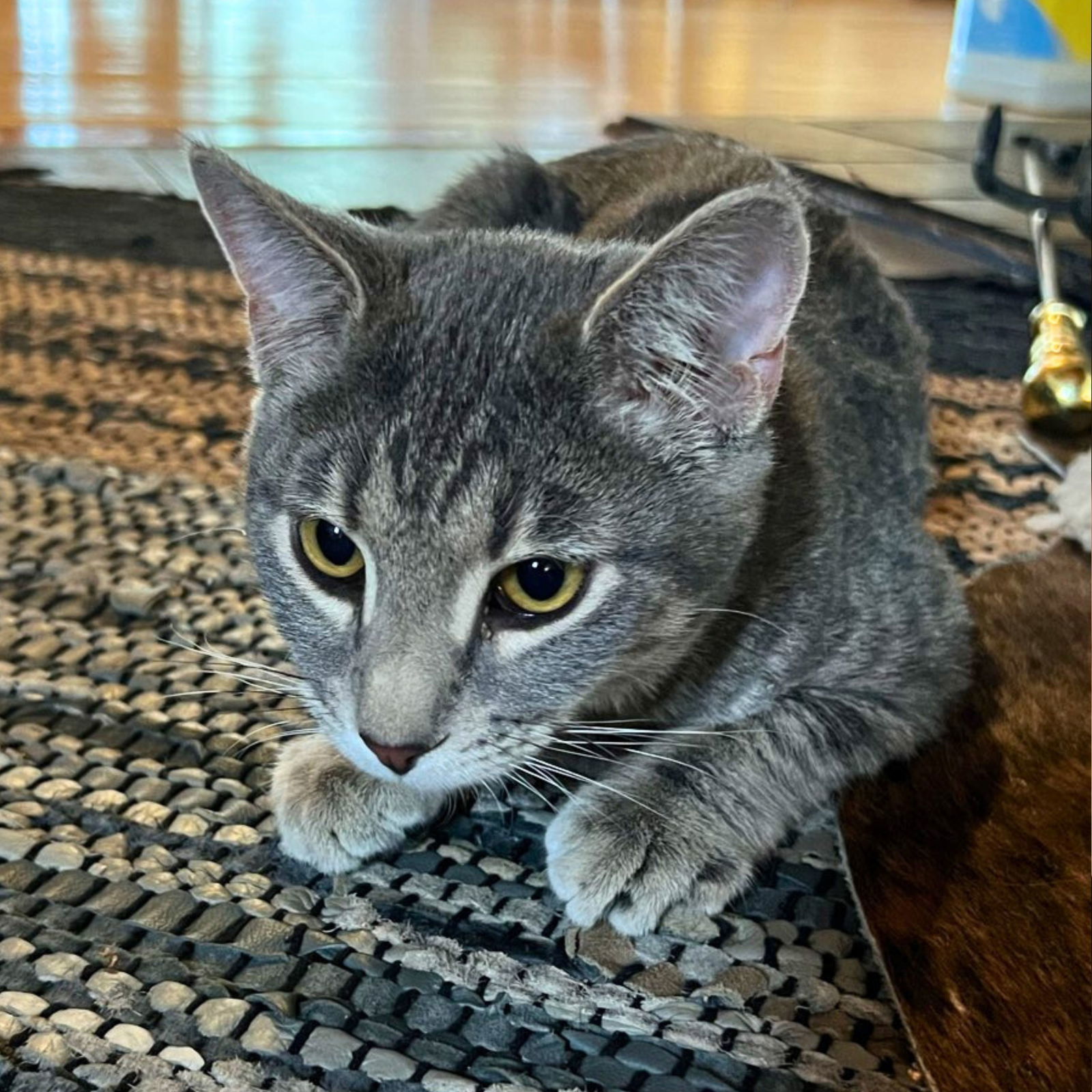 Seymour, an adoptable Tabby, Domestic Short Hair in Laramie, WY, 82073 | Photo Image 1