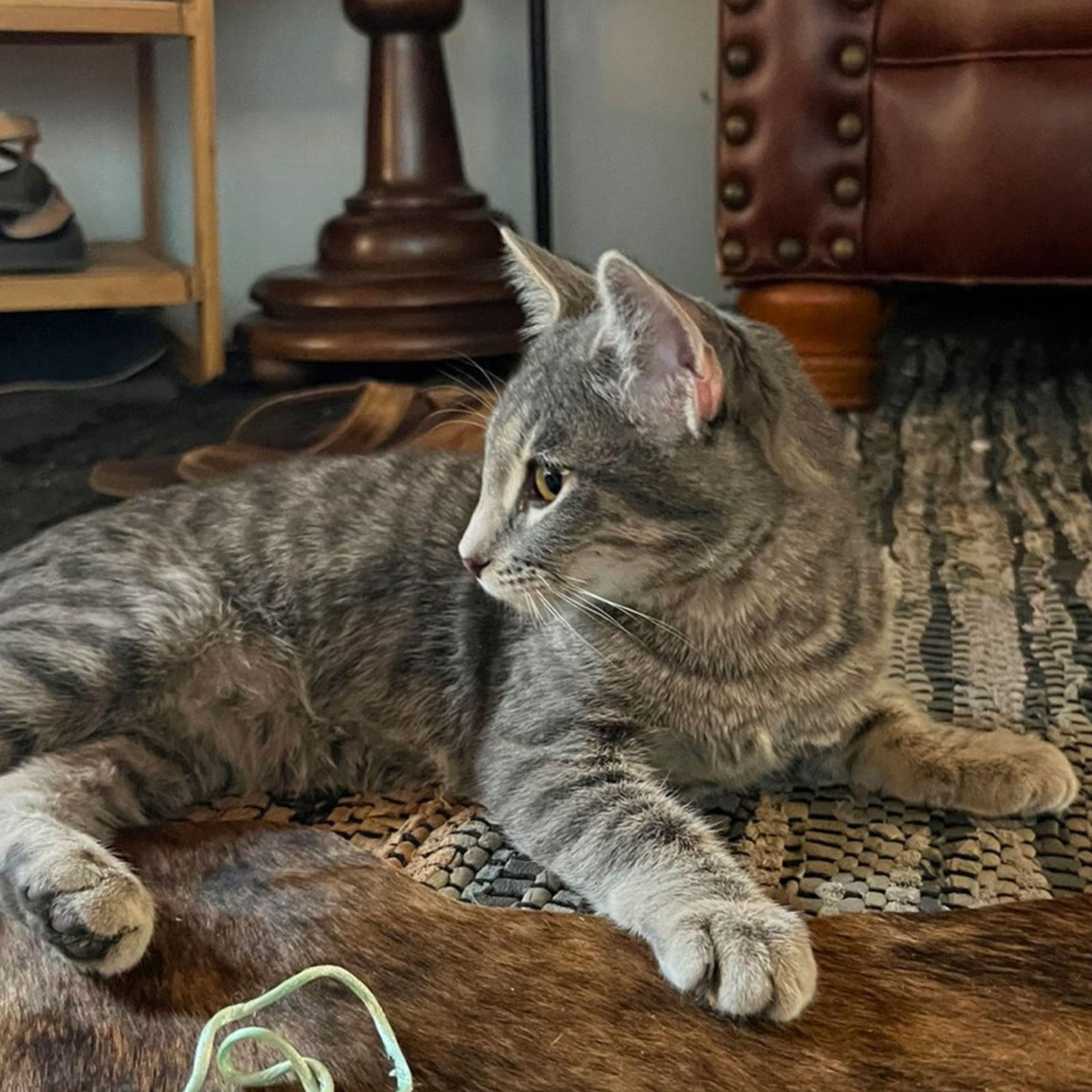 Seymour, an adoptable Tabby, Domestic Short Hair in Laramie, WY, 82073 | Photo Image 2