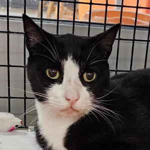 Spruce, Senior Male Domestic Short Hair
