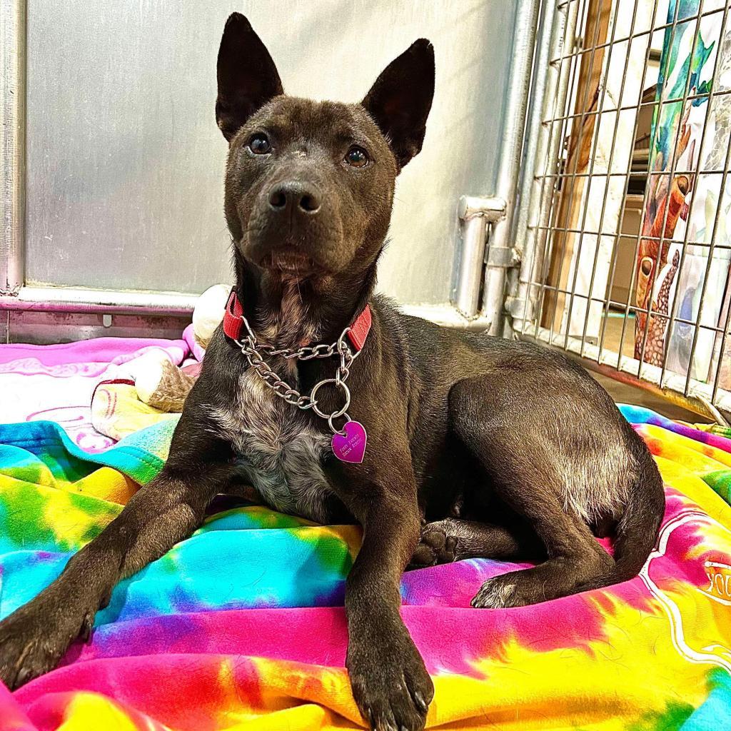 BaeBae, an adoptable Mixed Breed in Bismarck, ND, 58507 | Photo Image 1